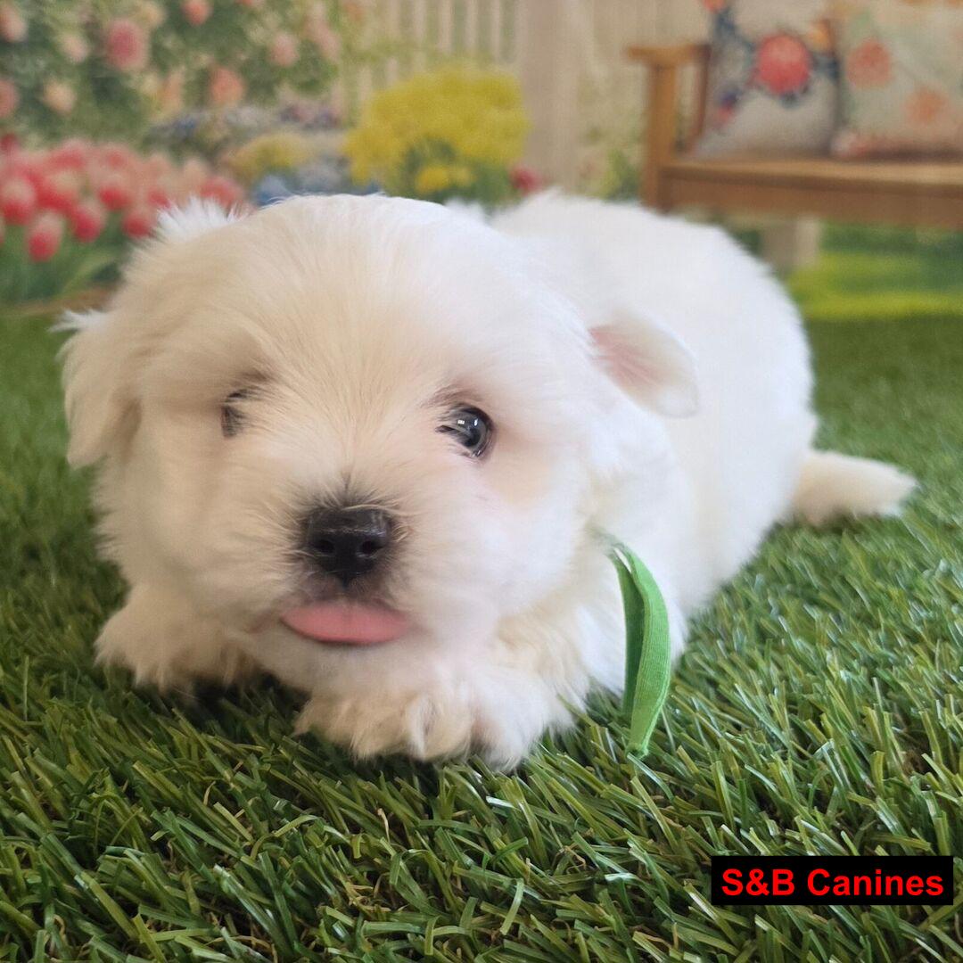 Puppy for Sale