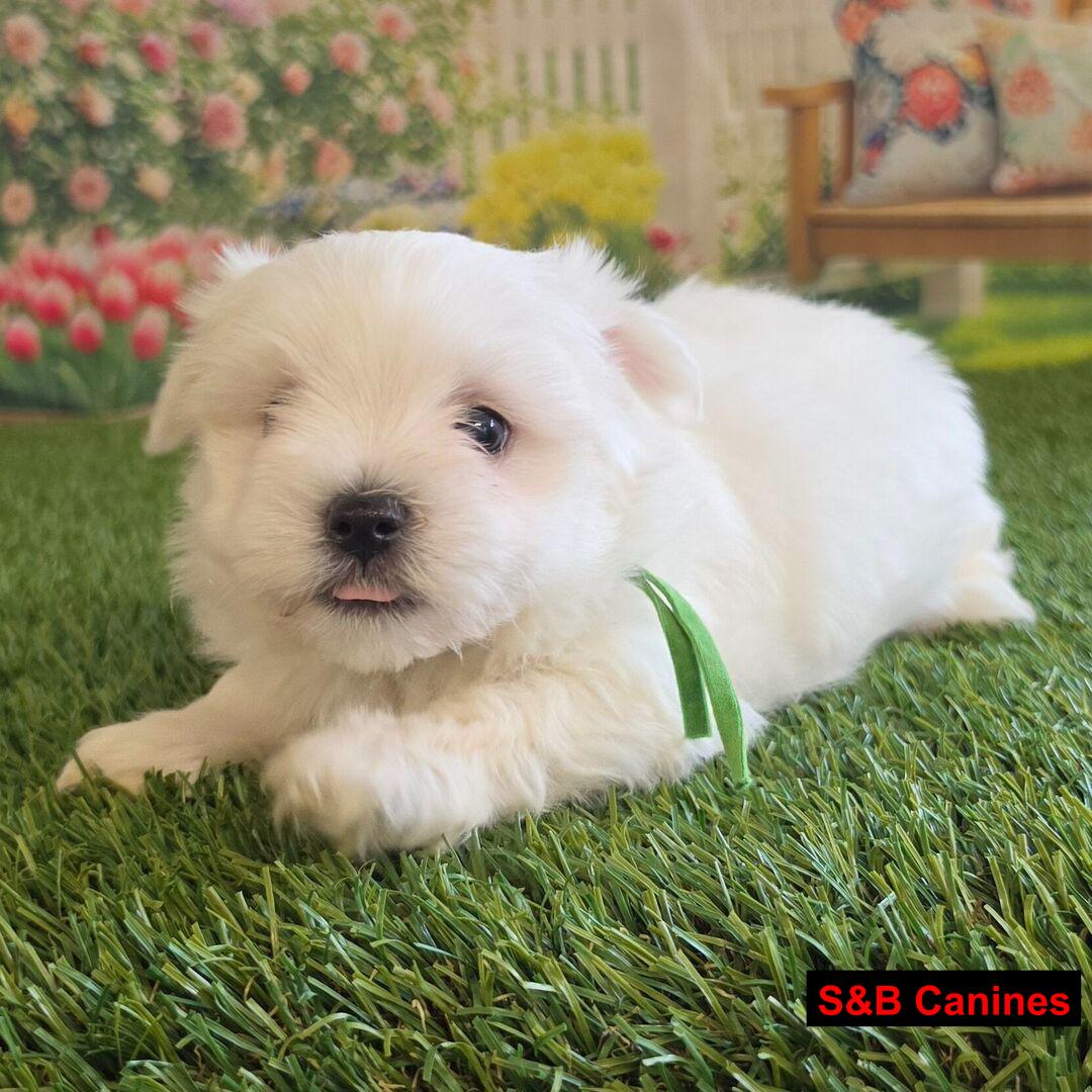 Puppy Image