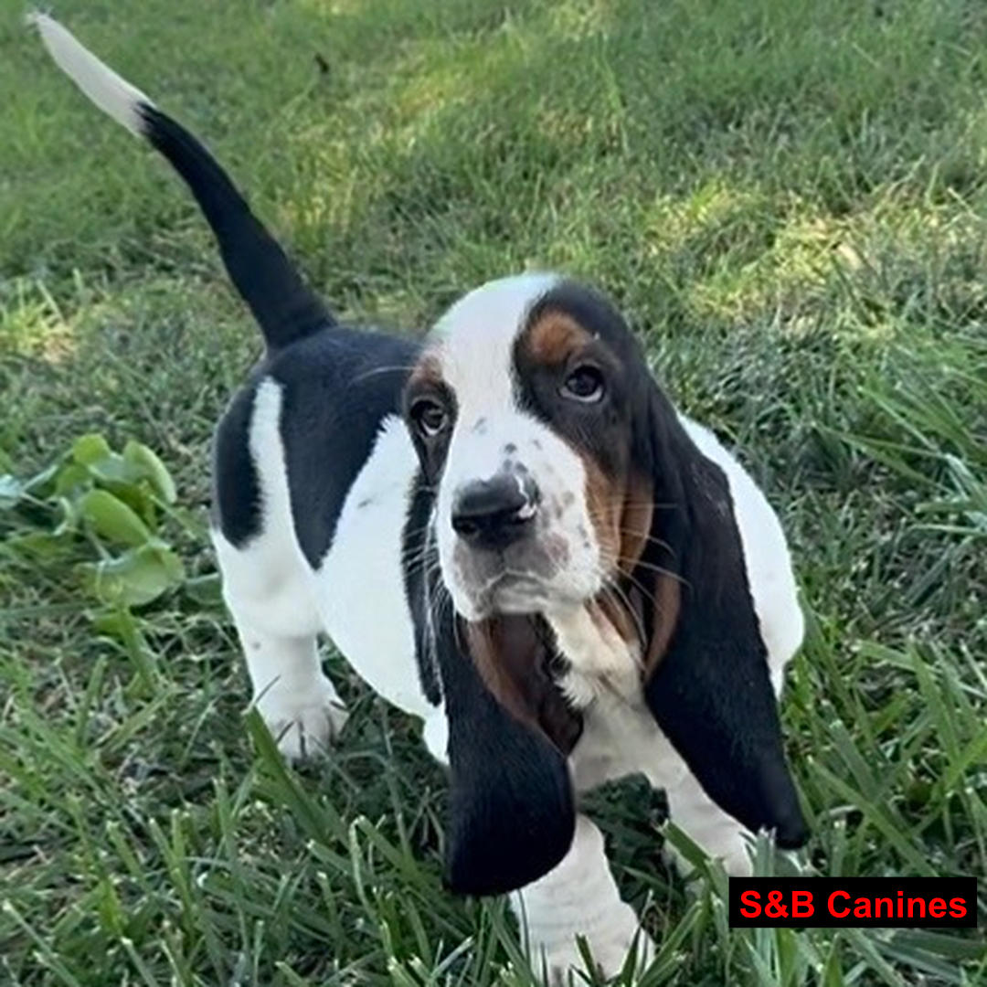 Puppy Image