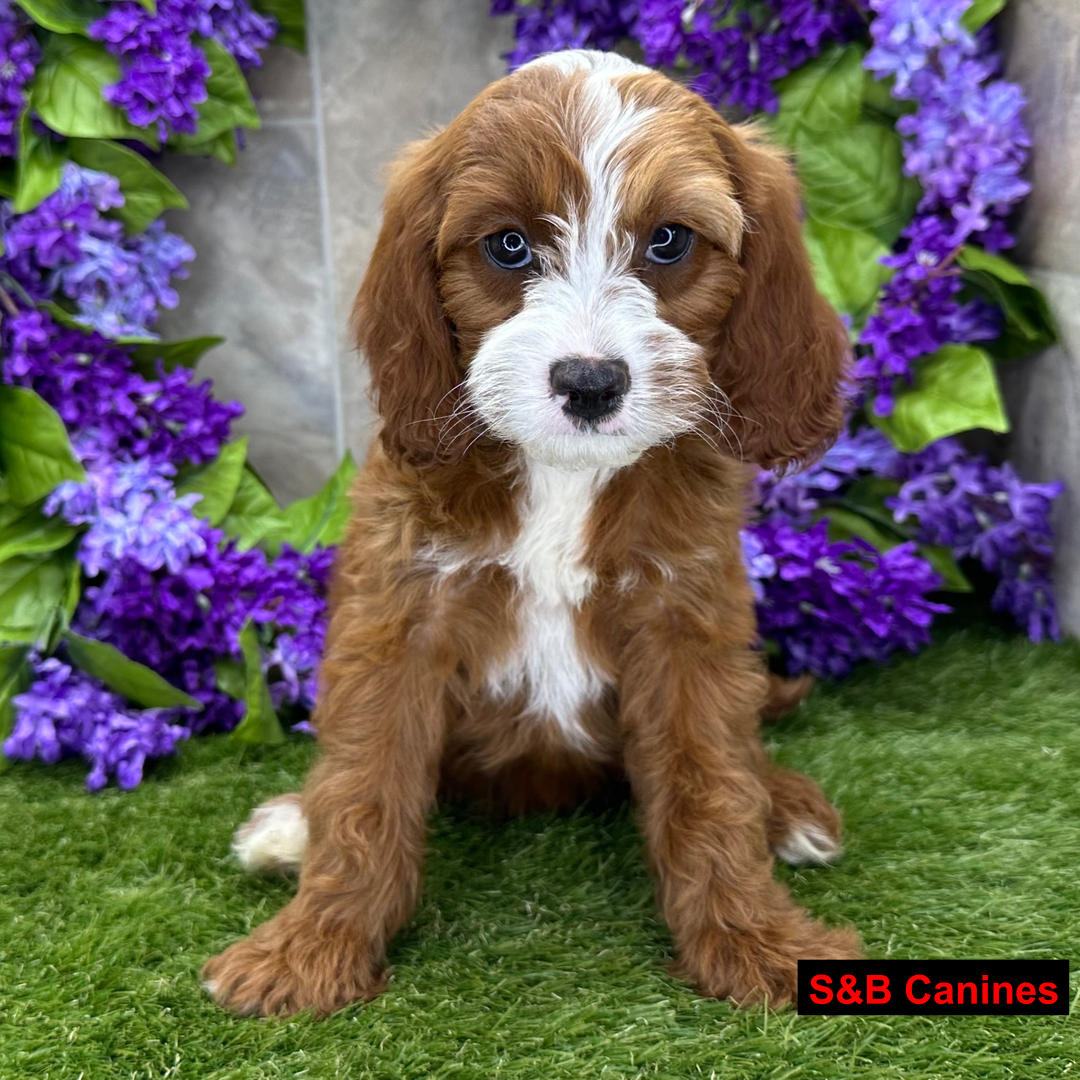 Puppy for Sale