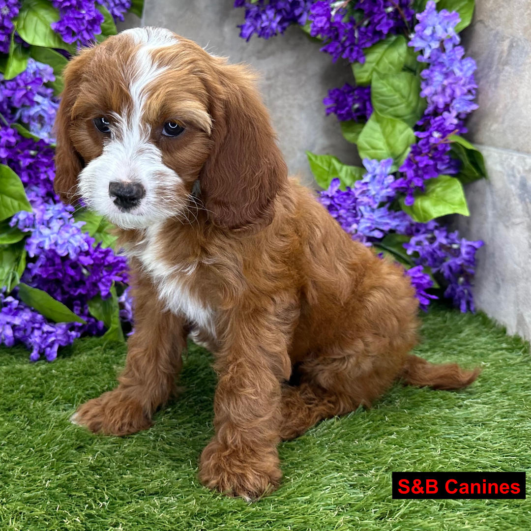 Puppy Image