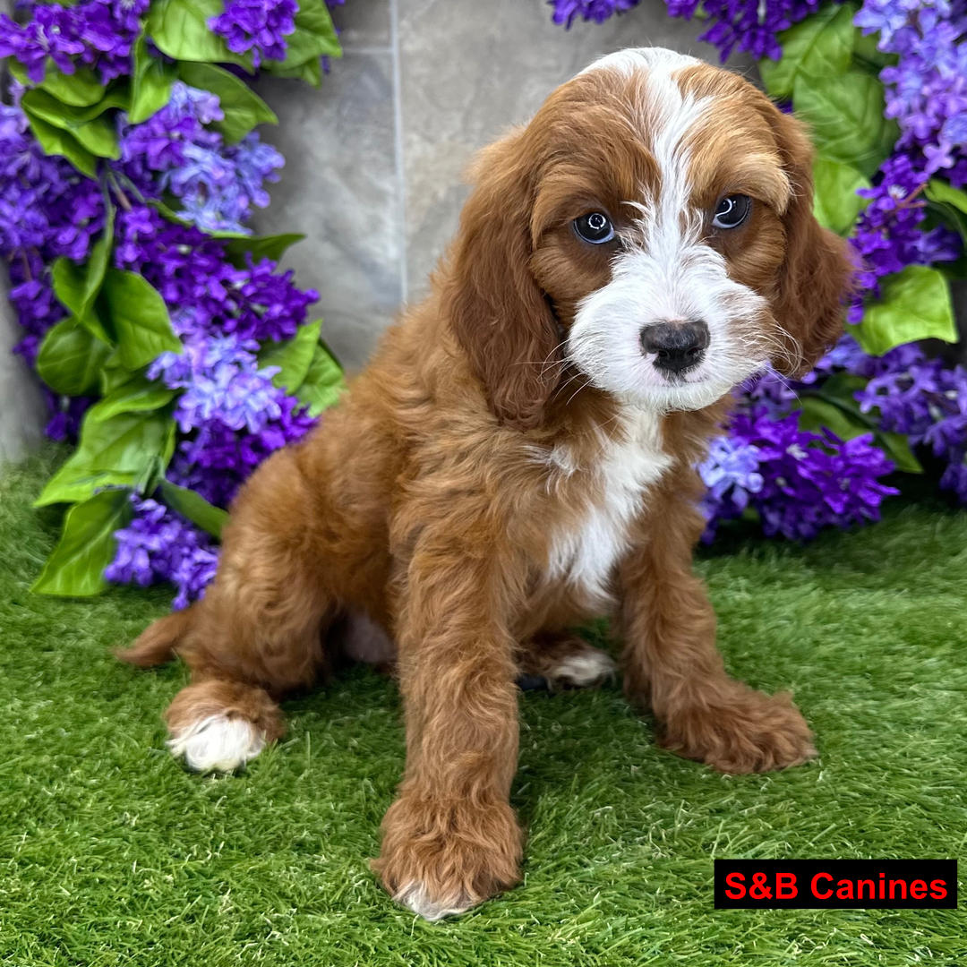 Puppy Image