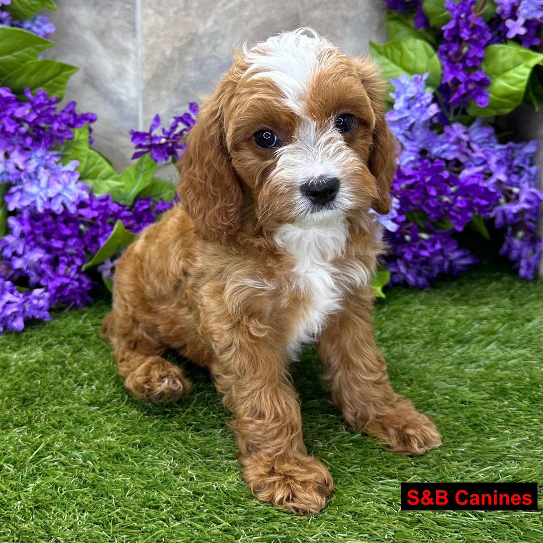 Puppy Image
