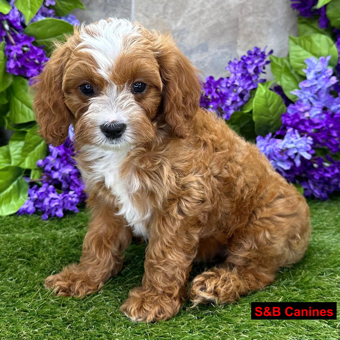 Puppy Image