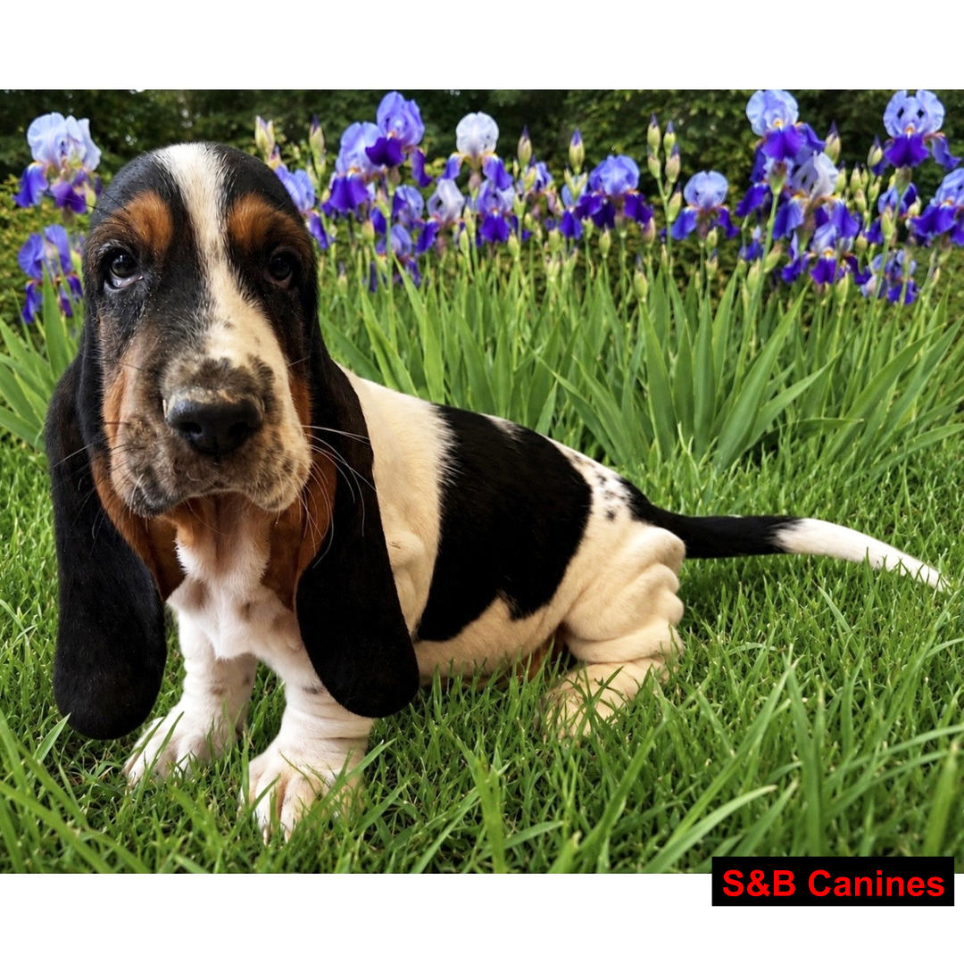 Puppy Image
