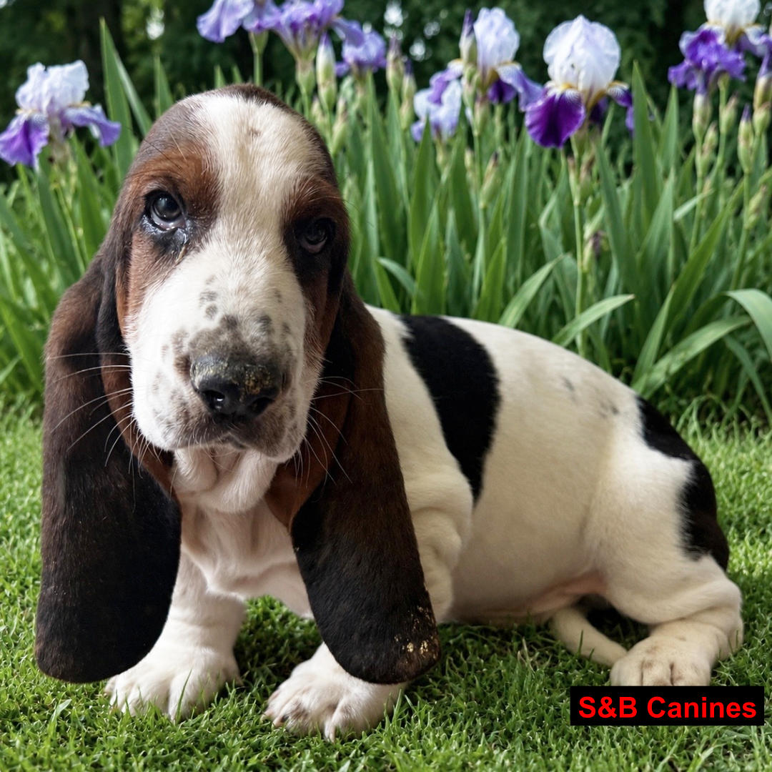 Puppy Image