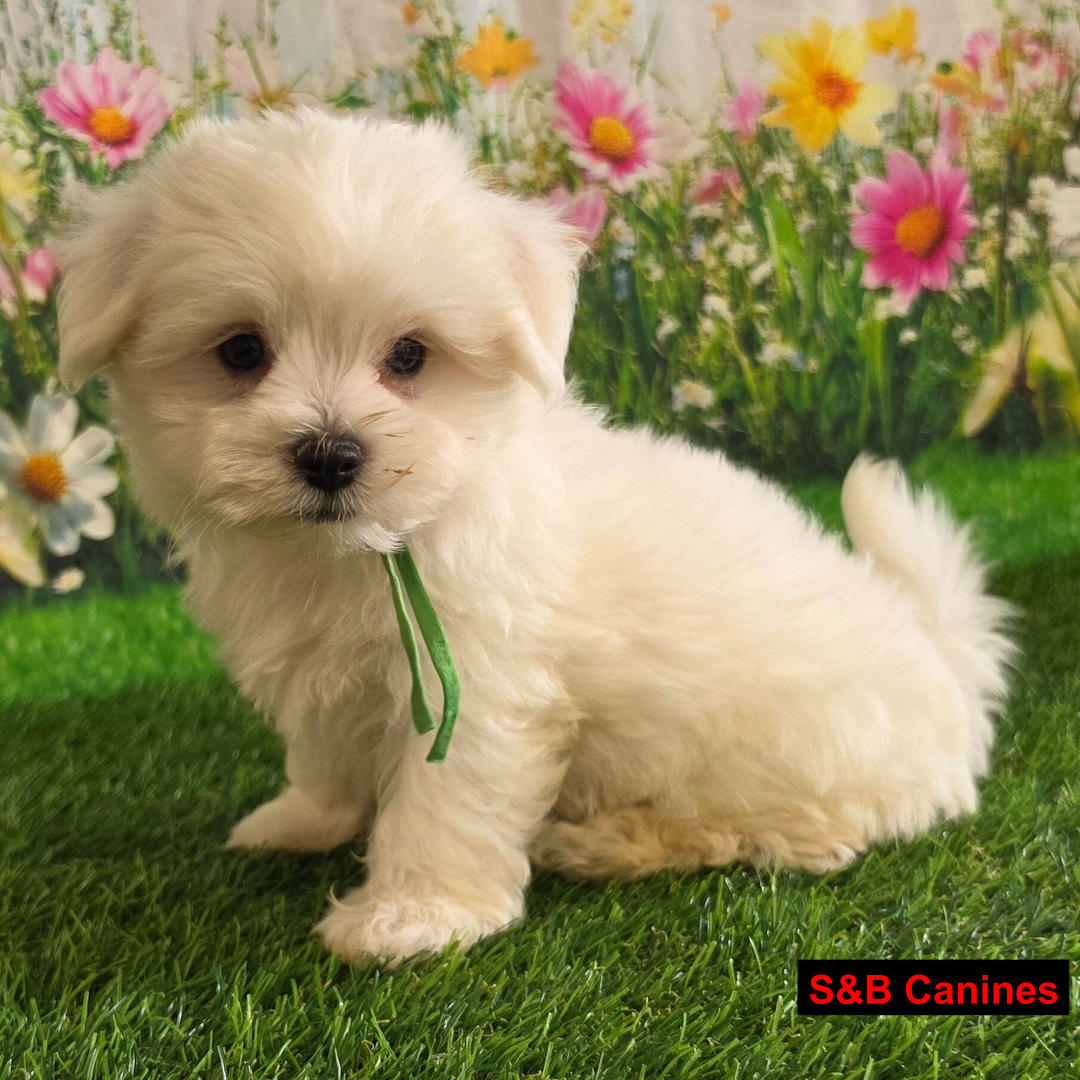 Puppy Image