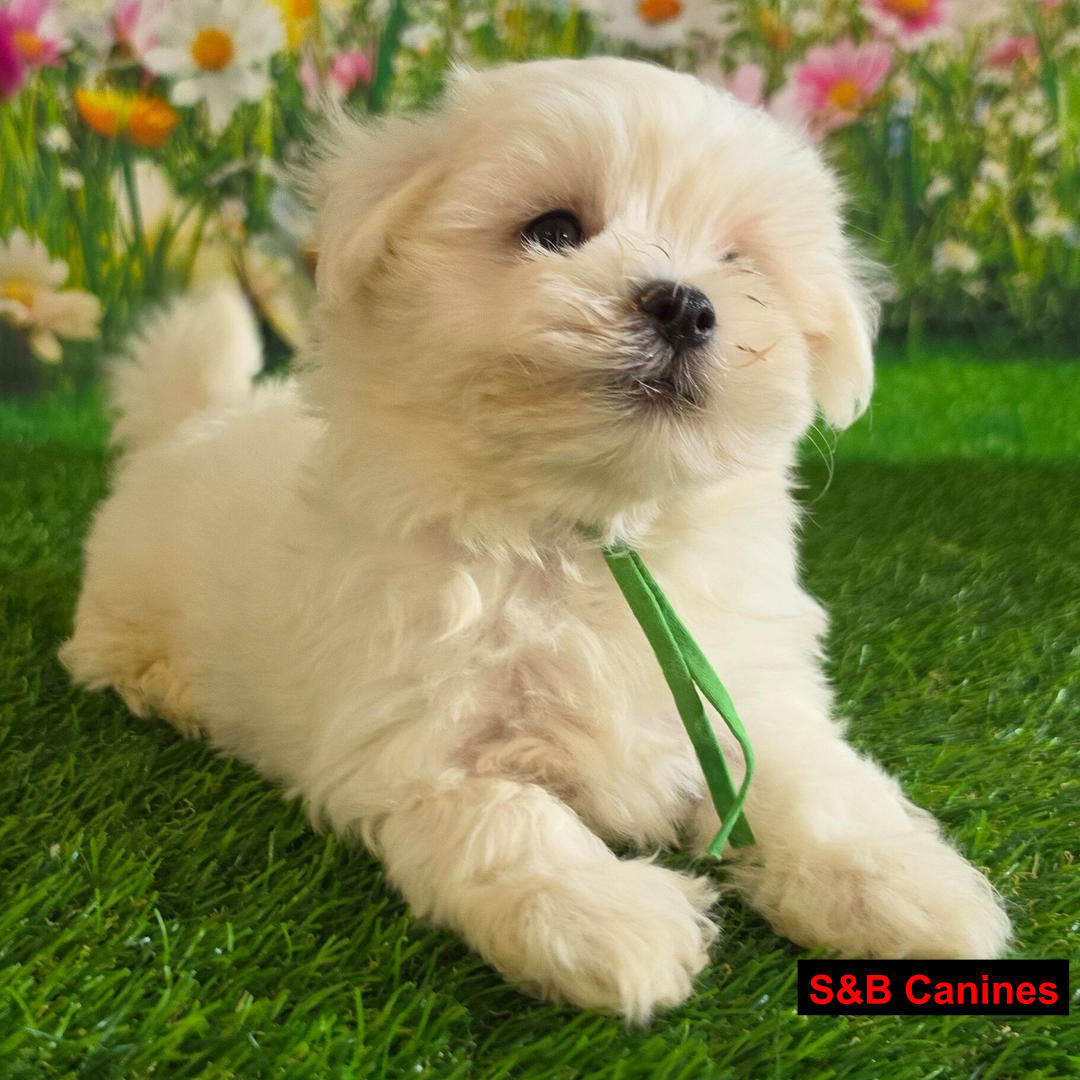 Puppy Image