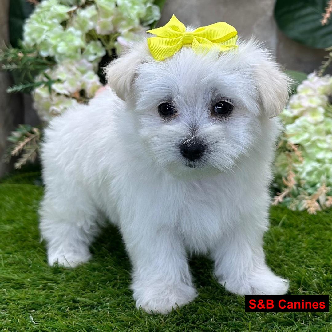 Puppy for Sale