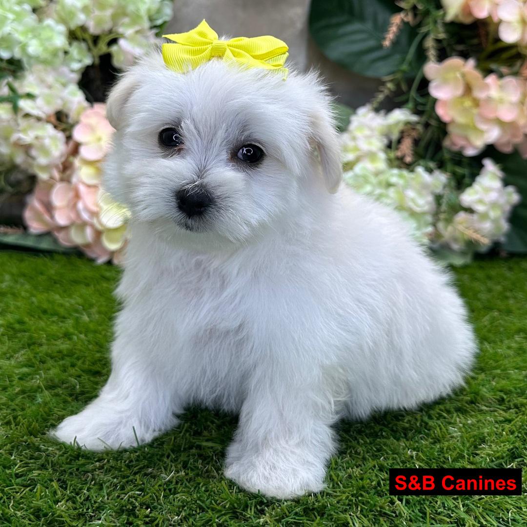 Puppy Image