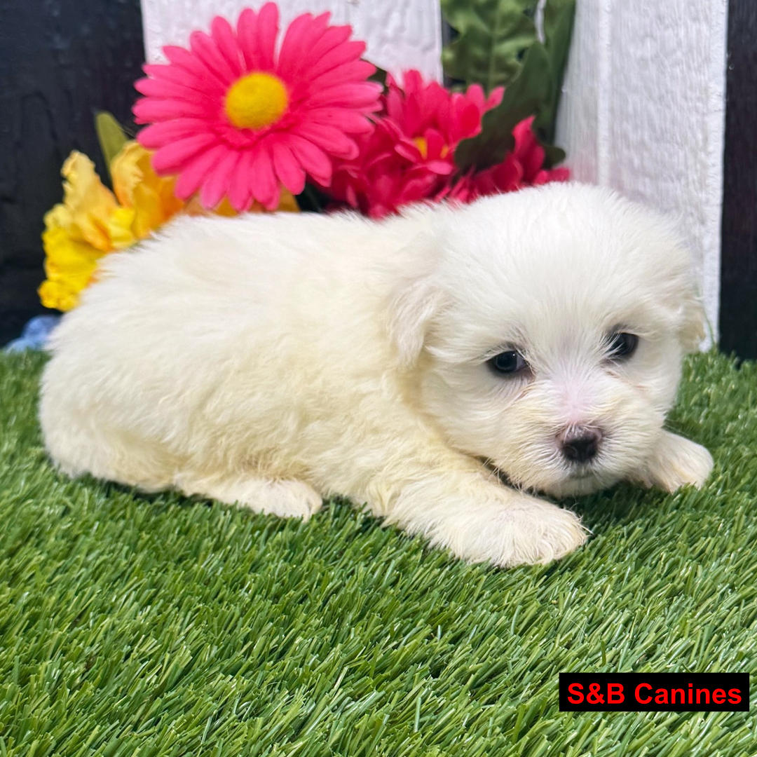Puppy for Sale