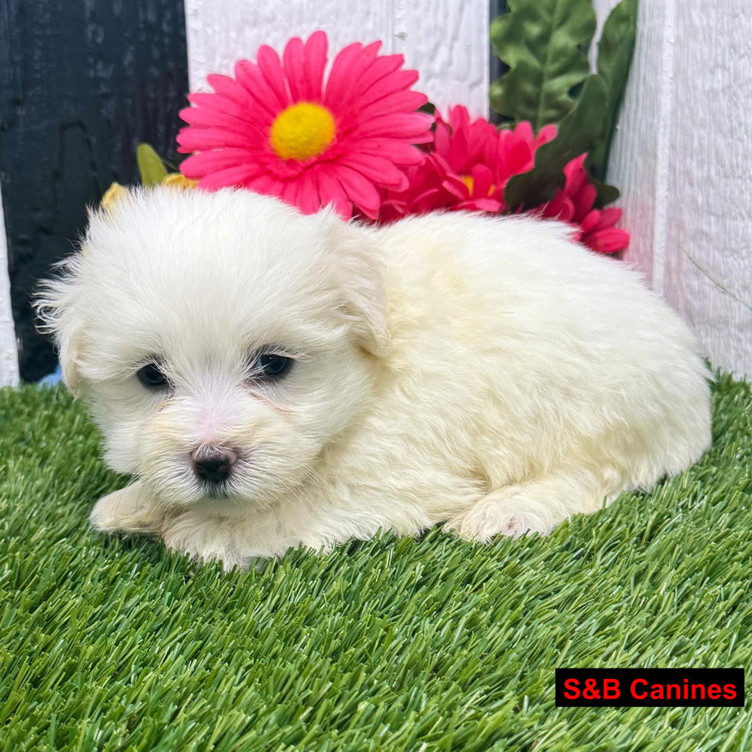 Puppy Image