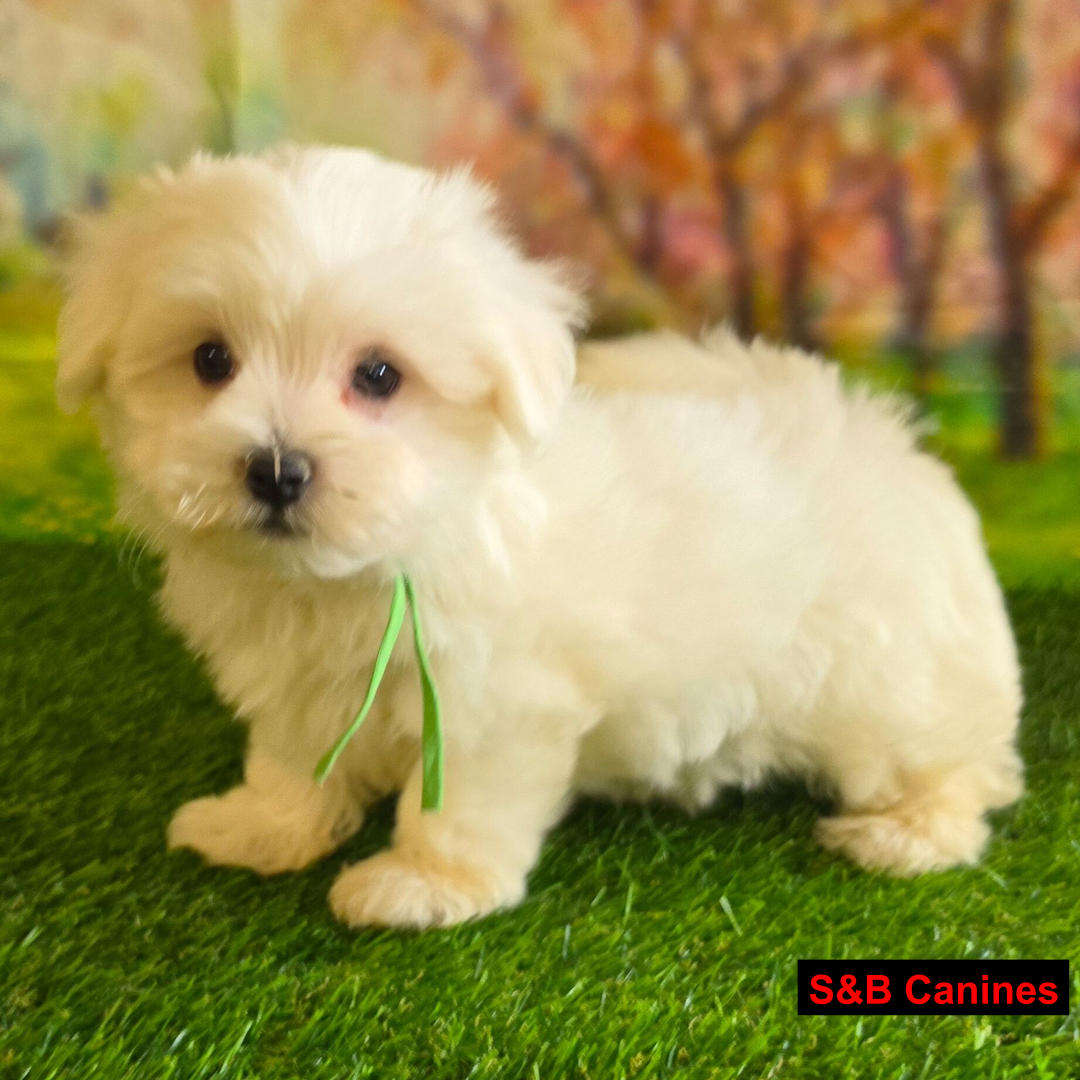 Puppy Image