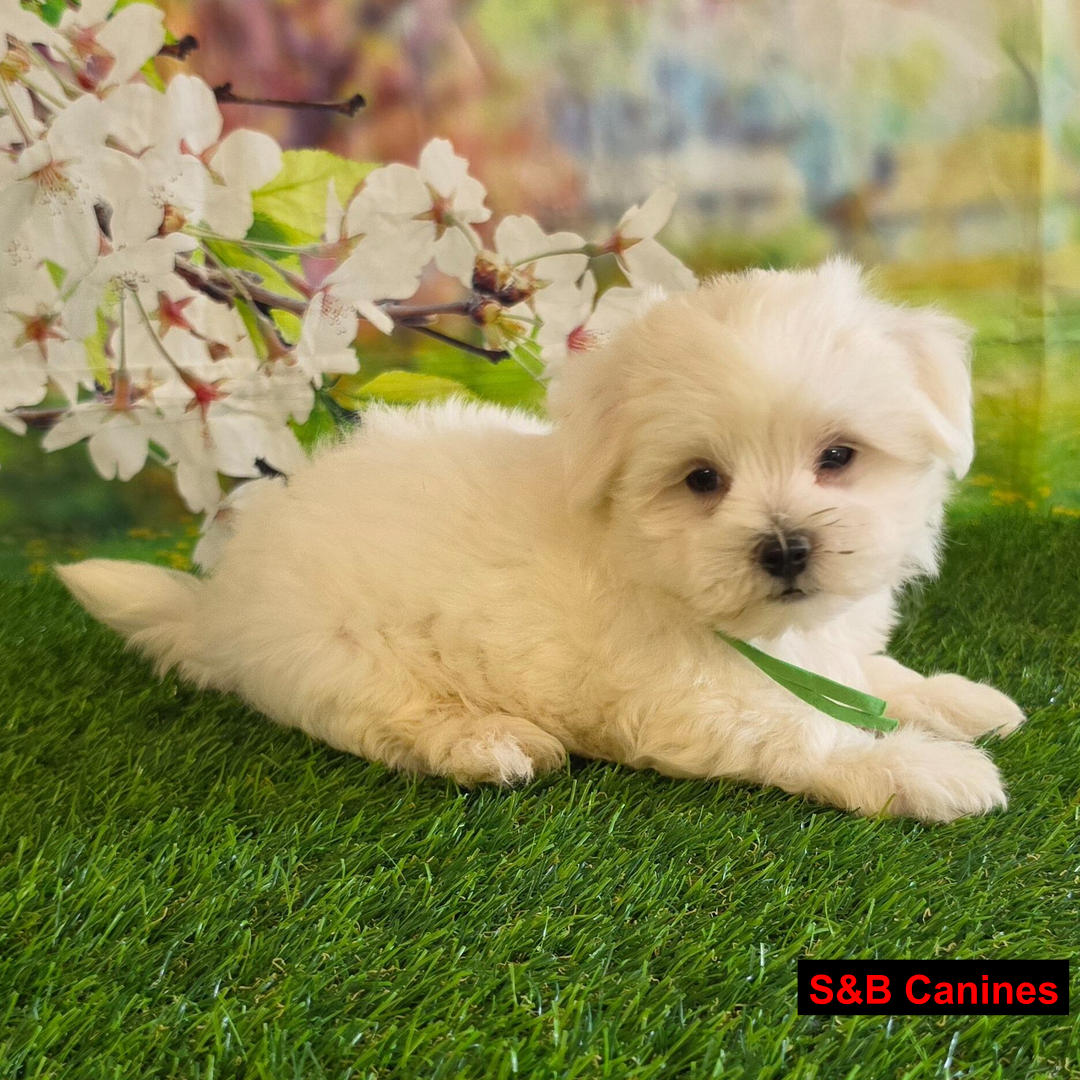 Puppy Image