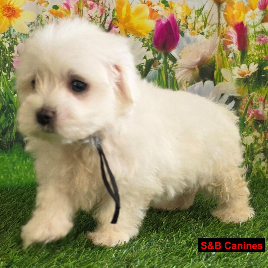 Puppy for Sale