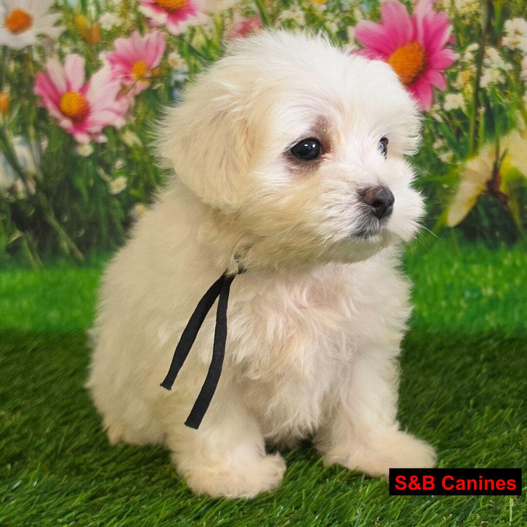 Puppy Image
