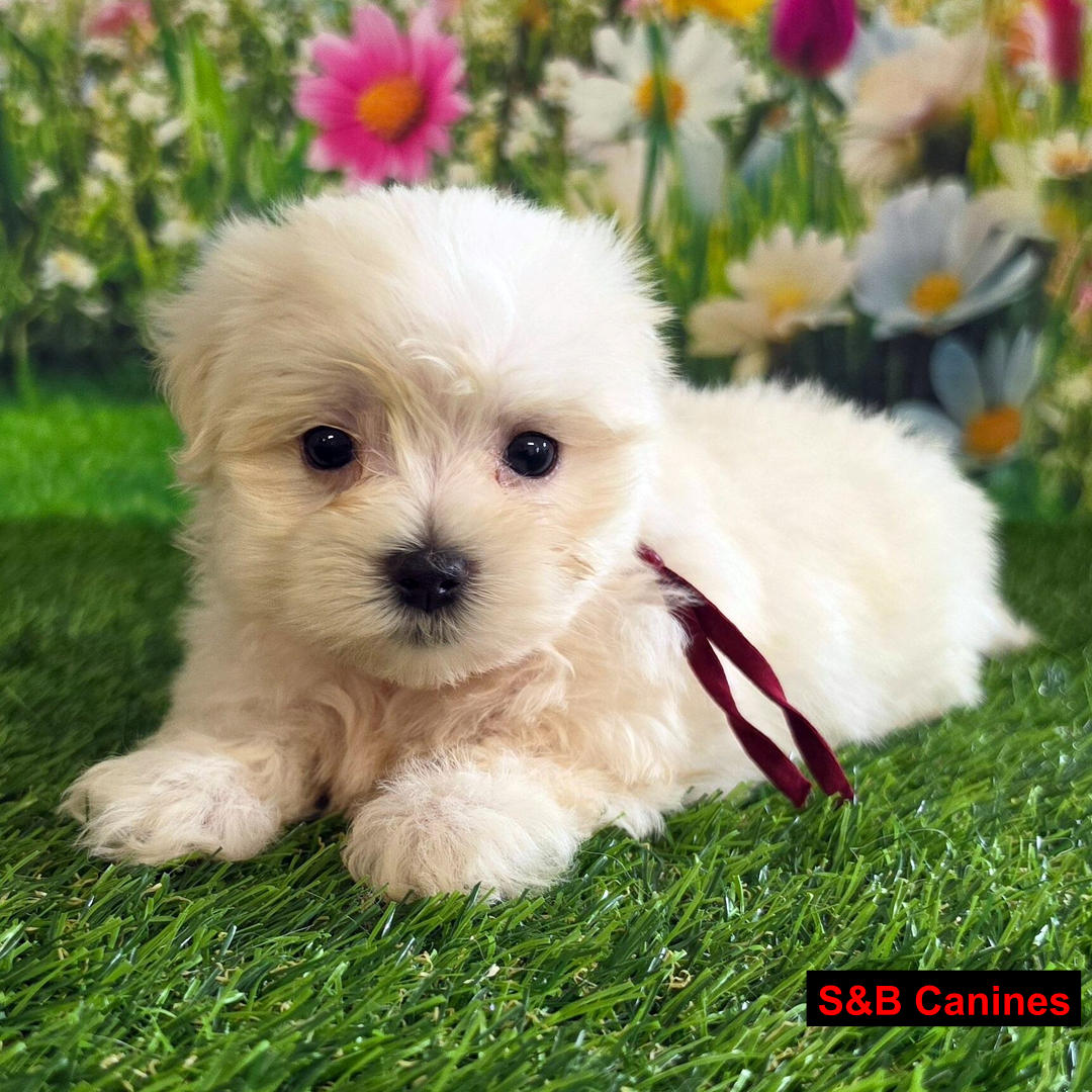 Puppy for Sale