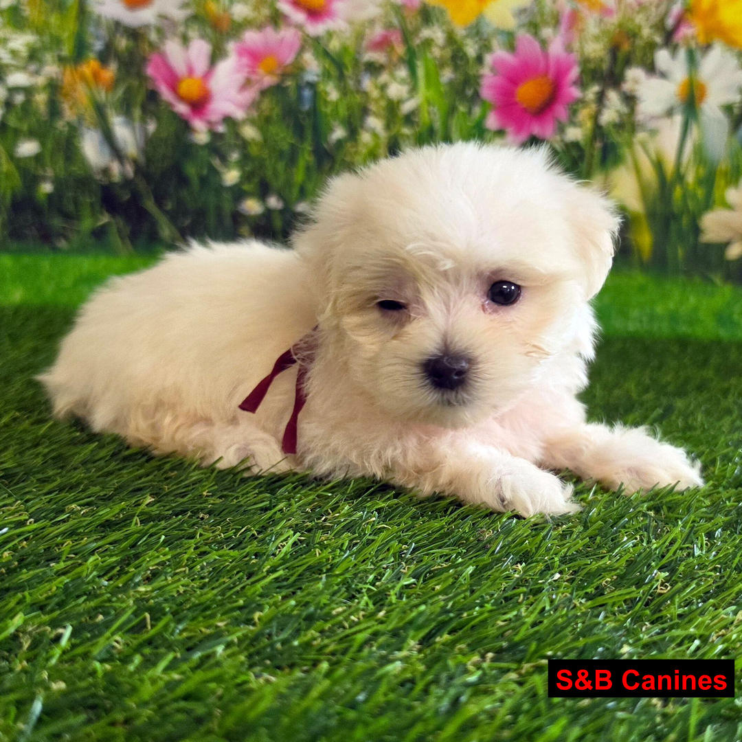 Puppy Image
