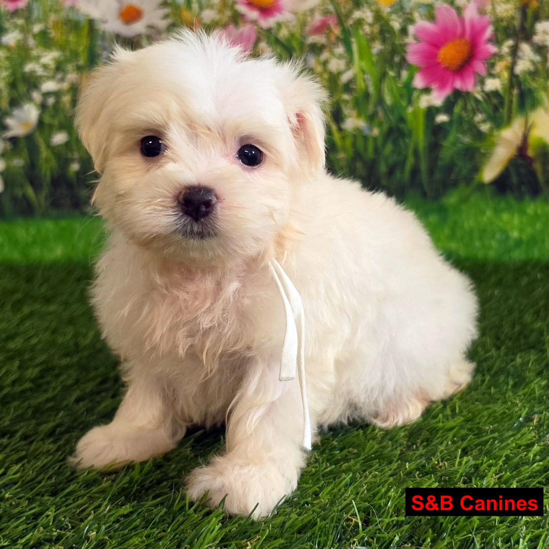 Puppy for Sale