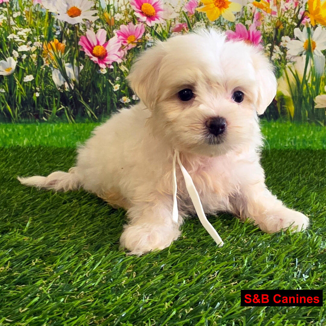 Puppy Image