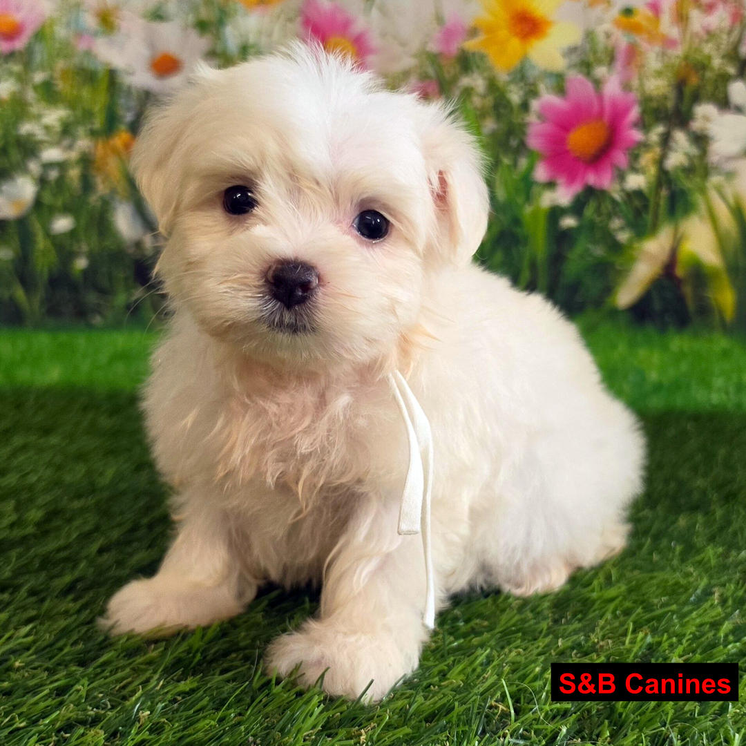 Puppy Image