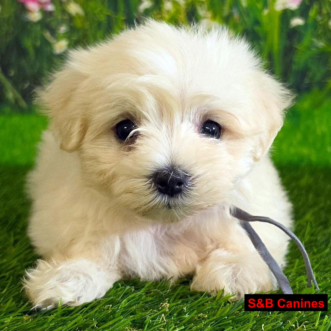 Puppy for Sale