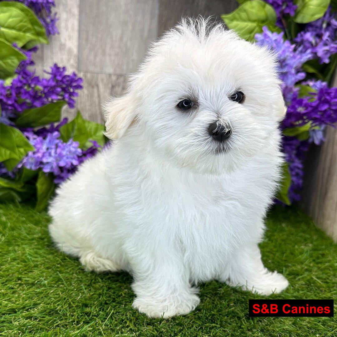 Puppy Image