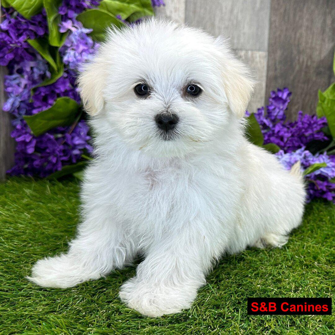 Puppy Image