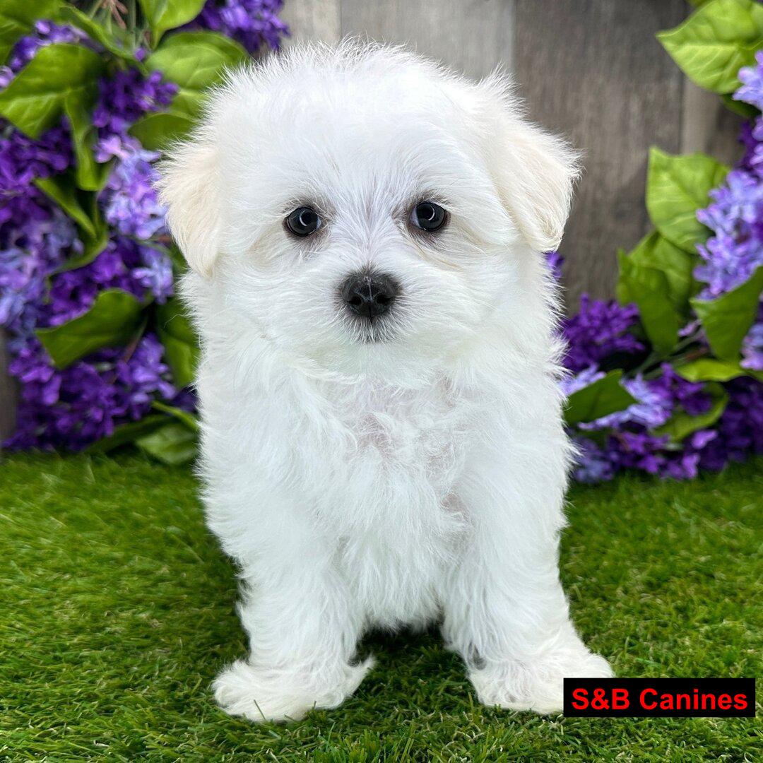 Puppy Image