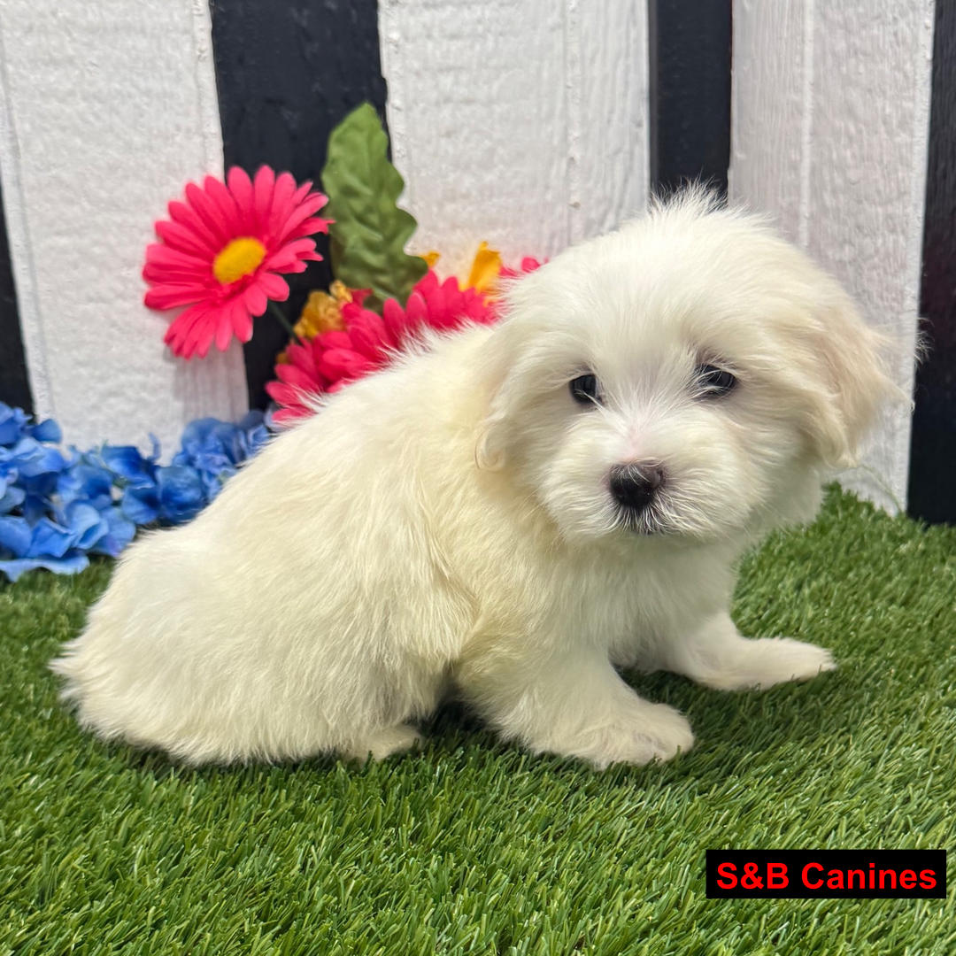 Puppy Image