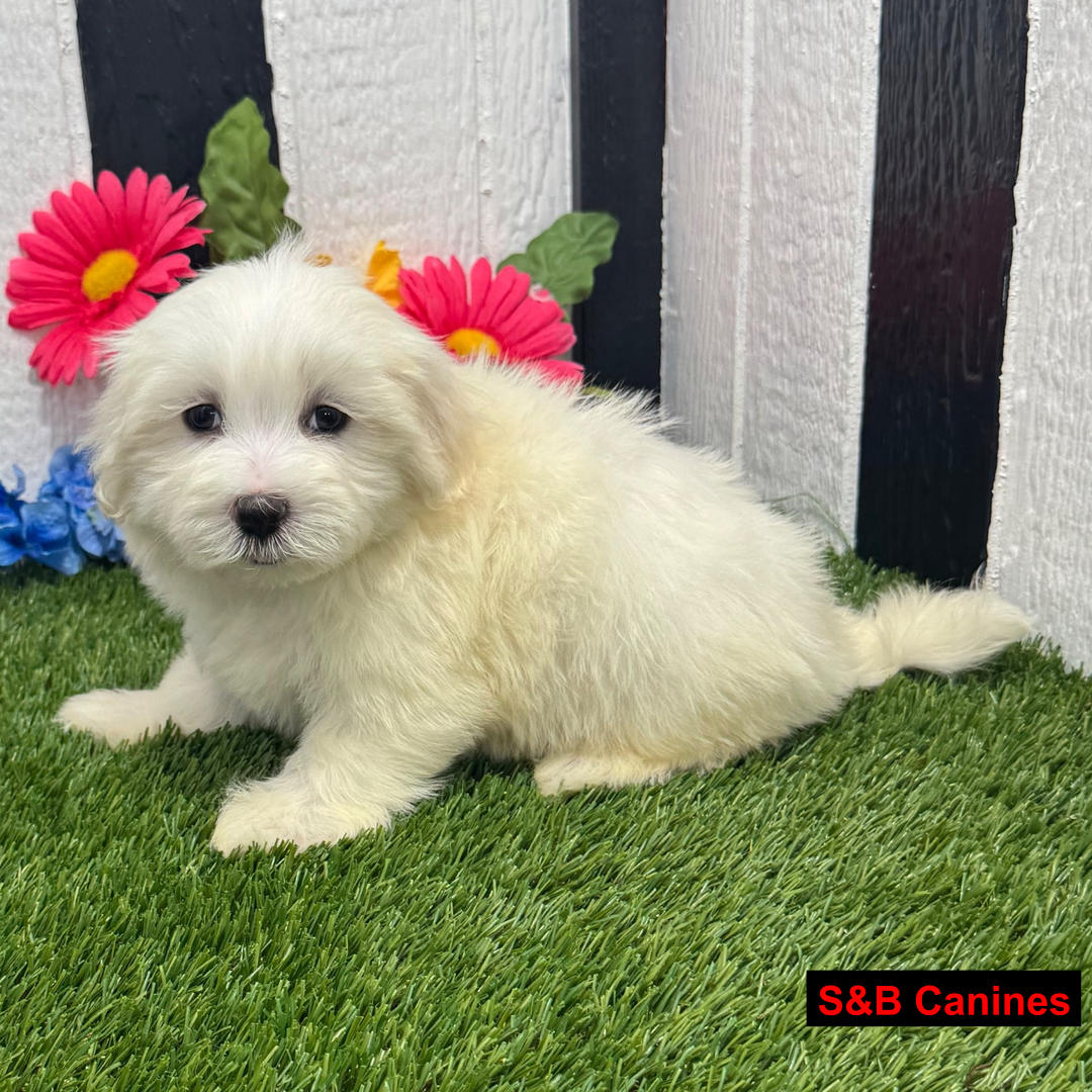 Puppy Image
