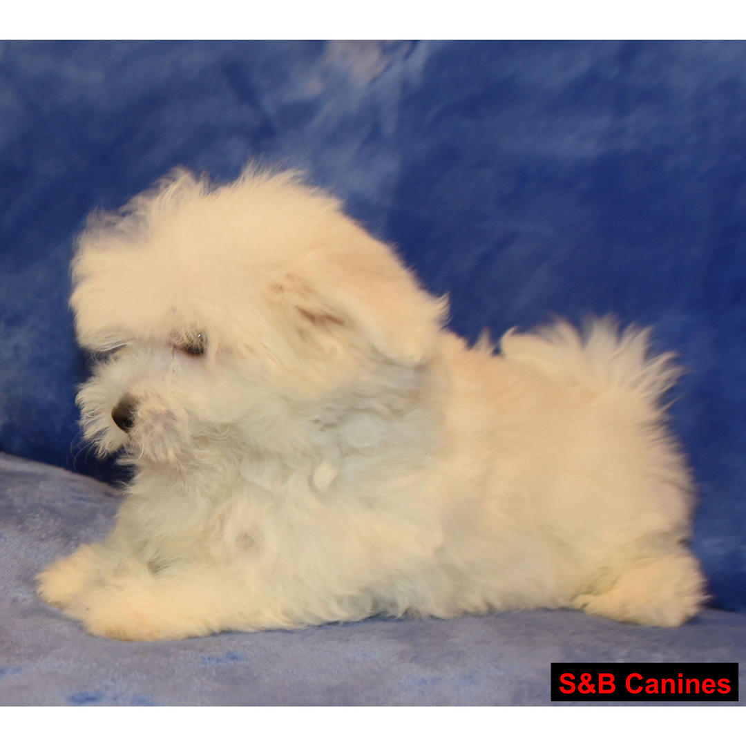 Puppy Image
