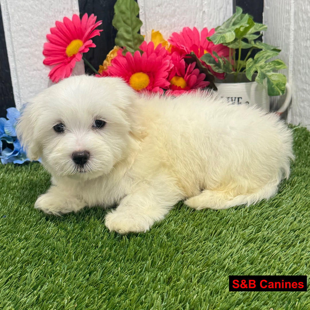 Puppy Image