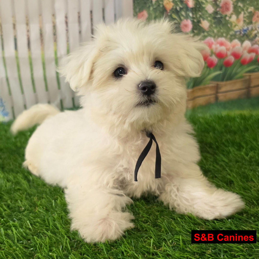 Puppy Image