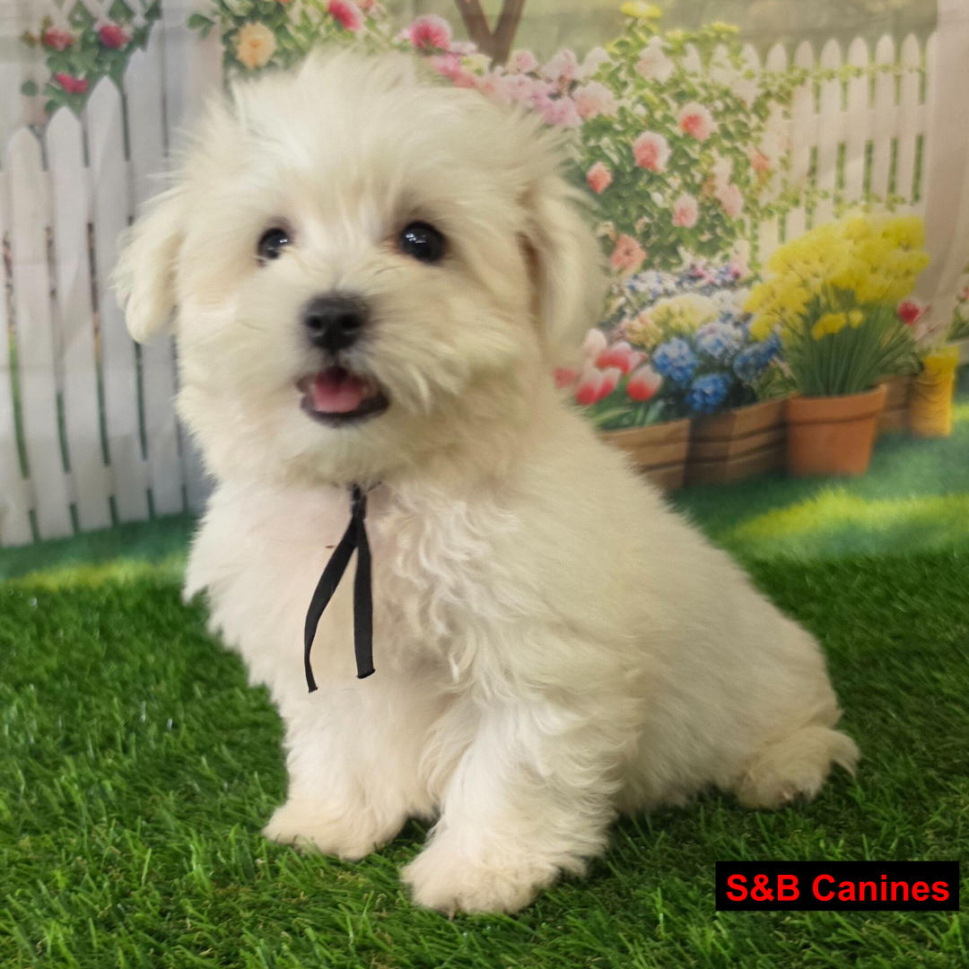 Puppy Image