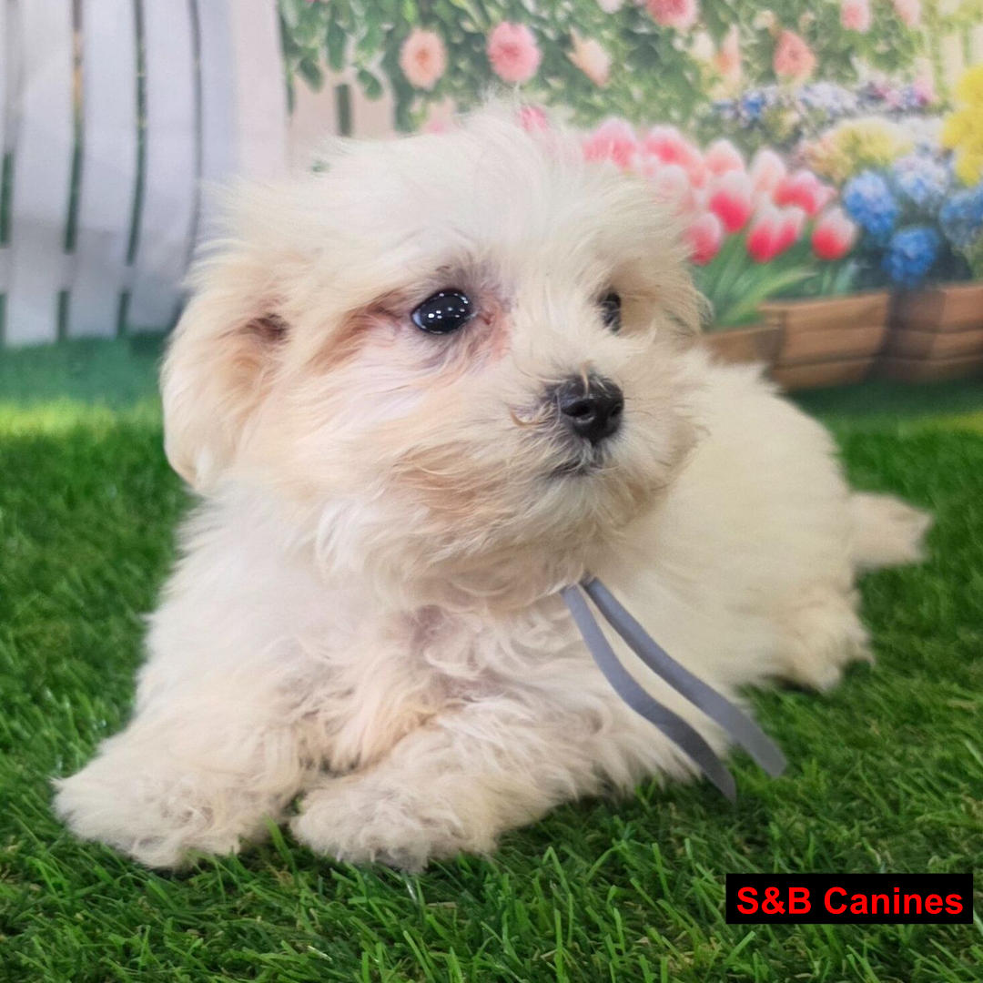 Puppy Image