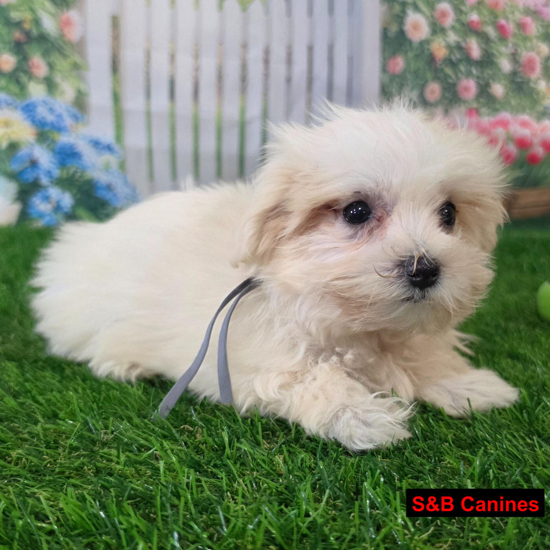 Puppy Image