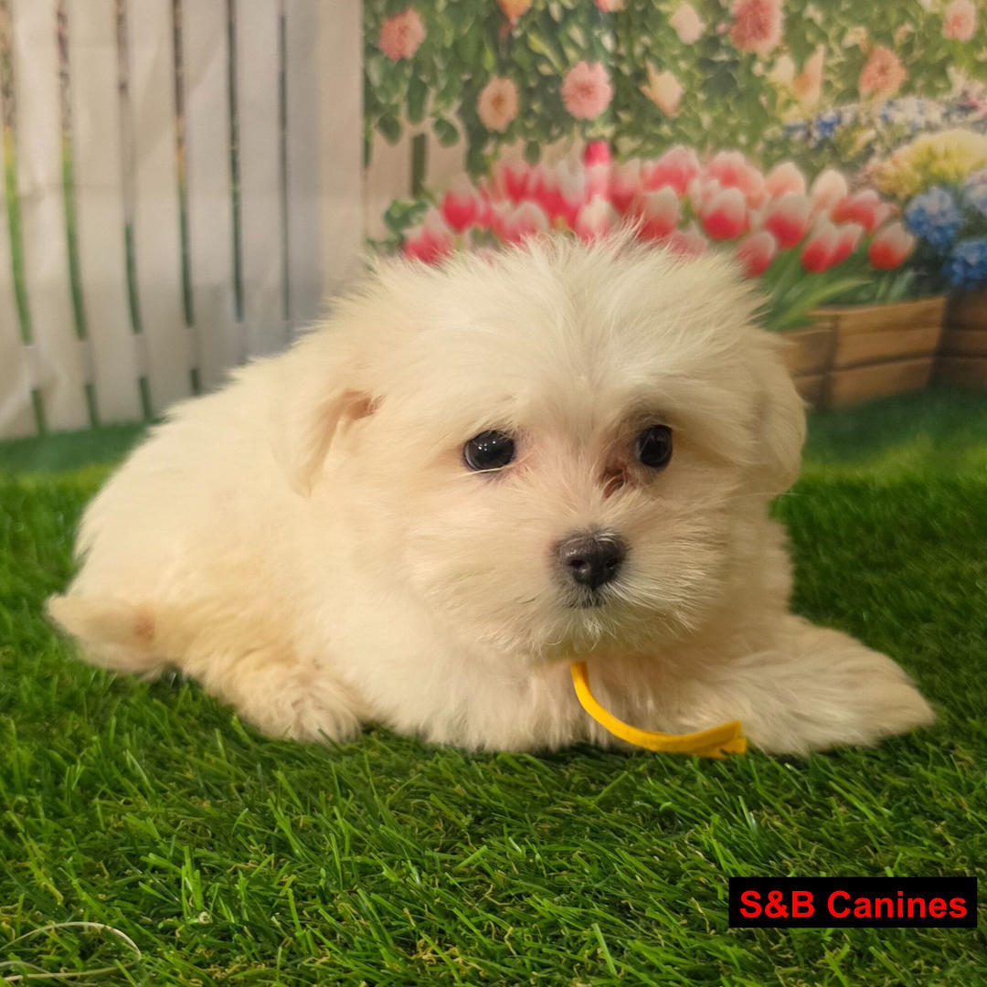 Puppy Image