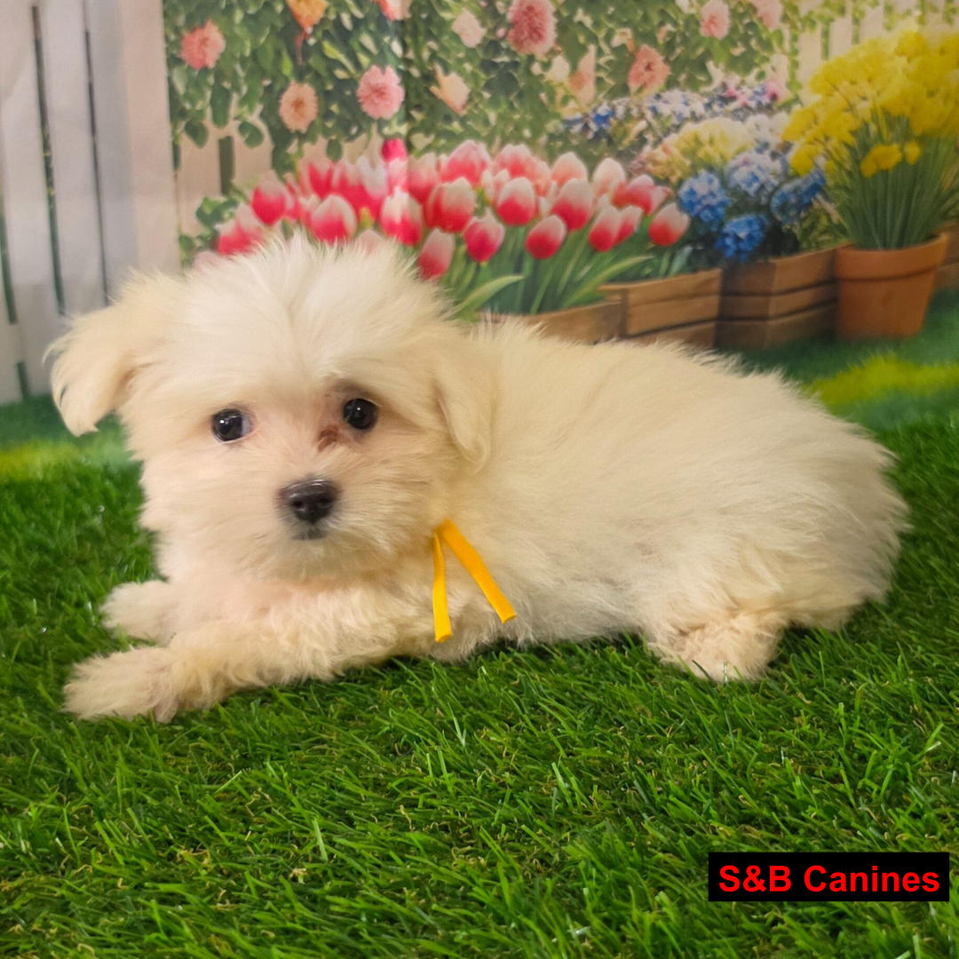 Puppy Image