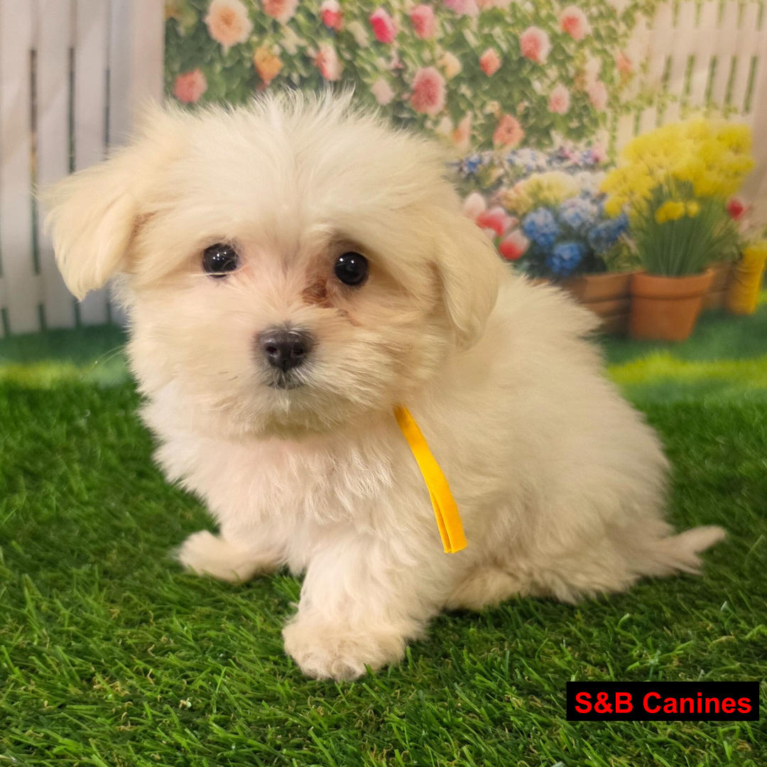 Puppy Image
