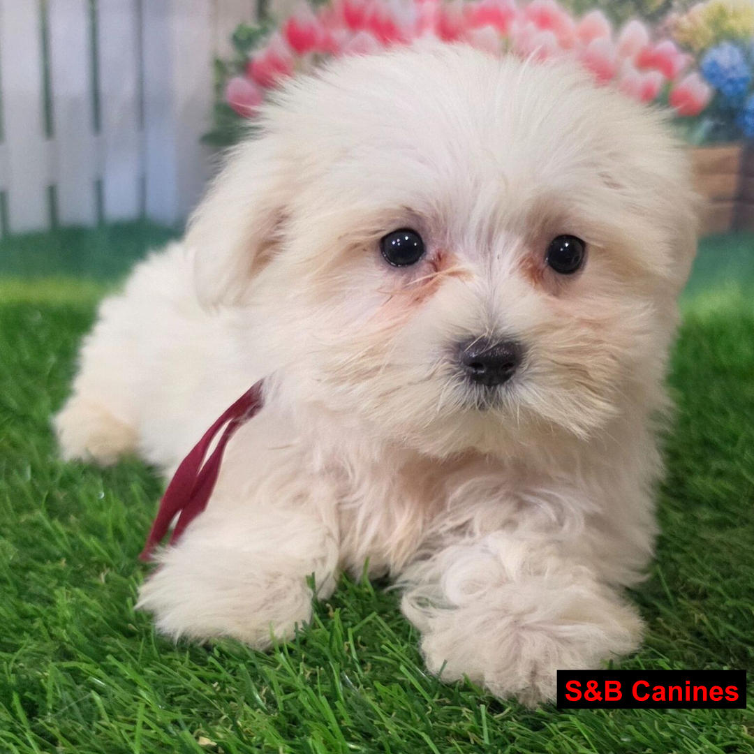 Puppy Image
