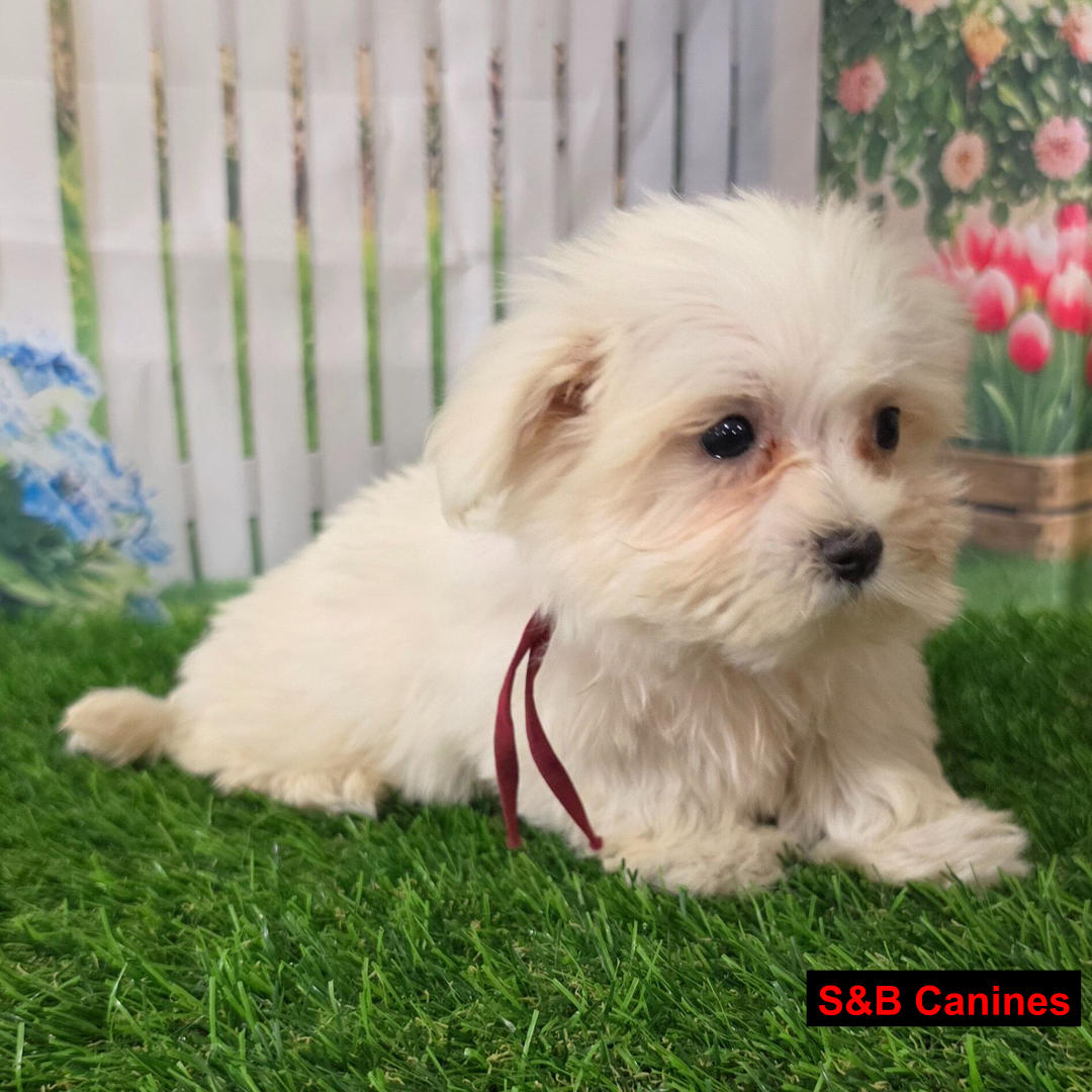 Puppy Image