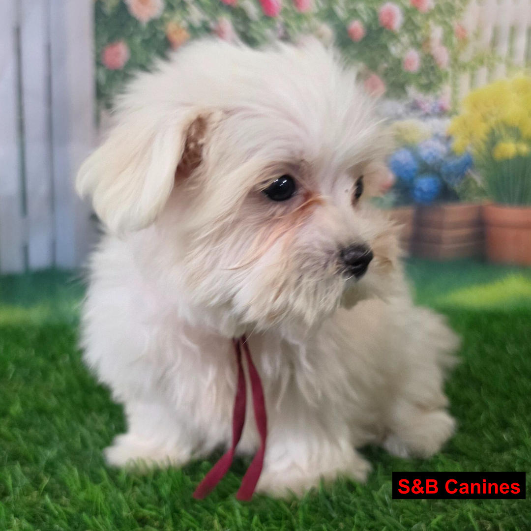 Puppy Image
