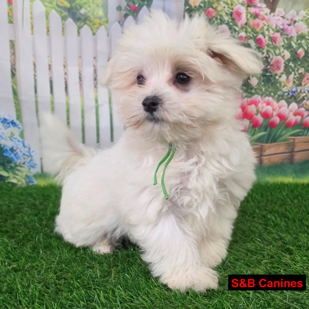 Puppy Image