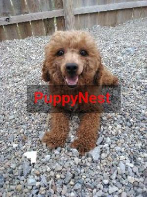 Puppy Image