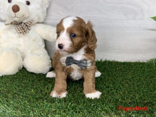 Puppy Image