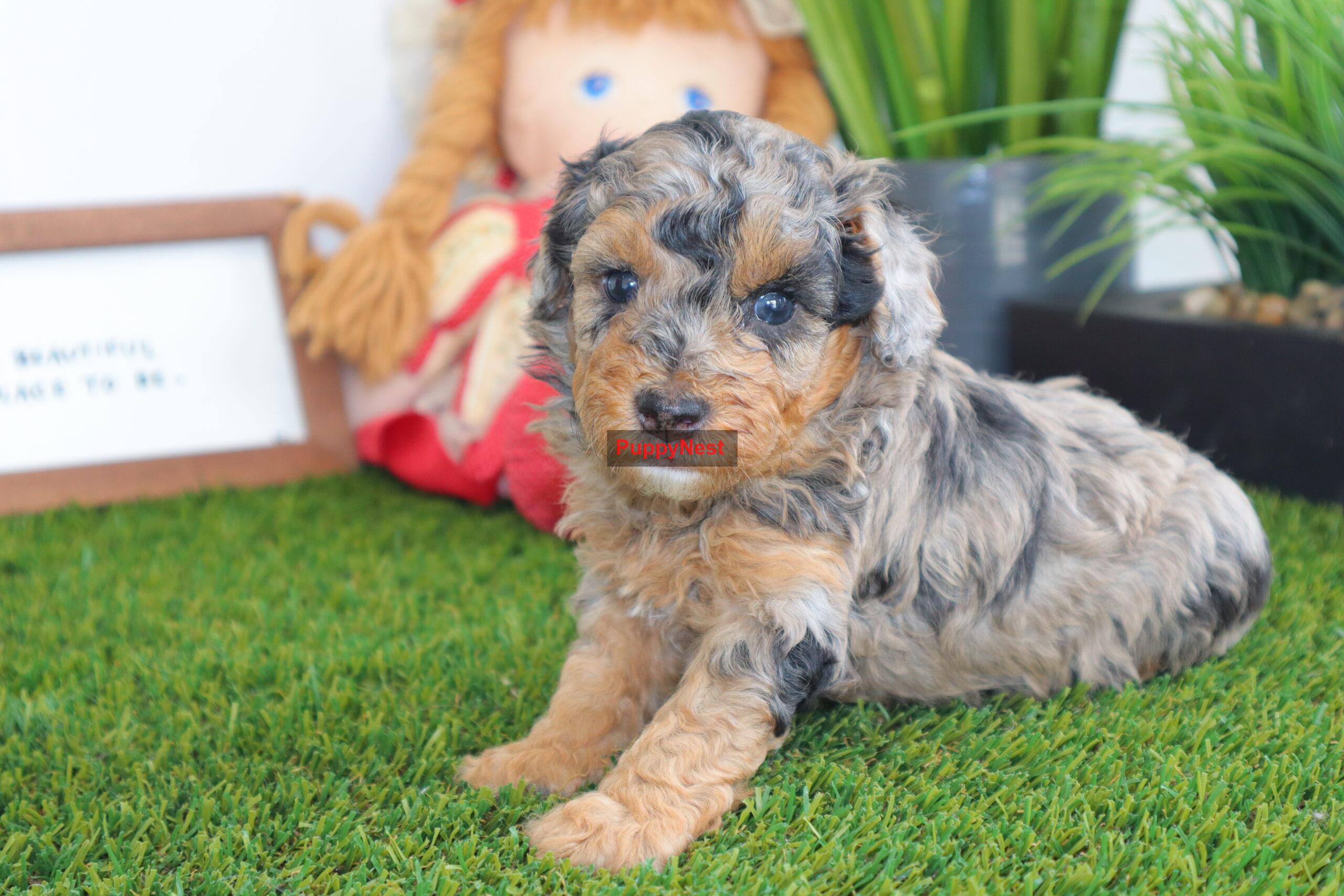 Puppy Image