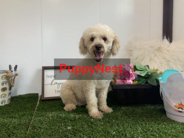 Puppy Image