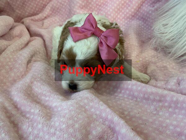 Puppy Image