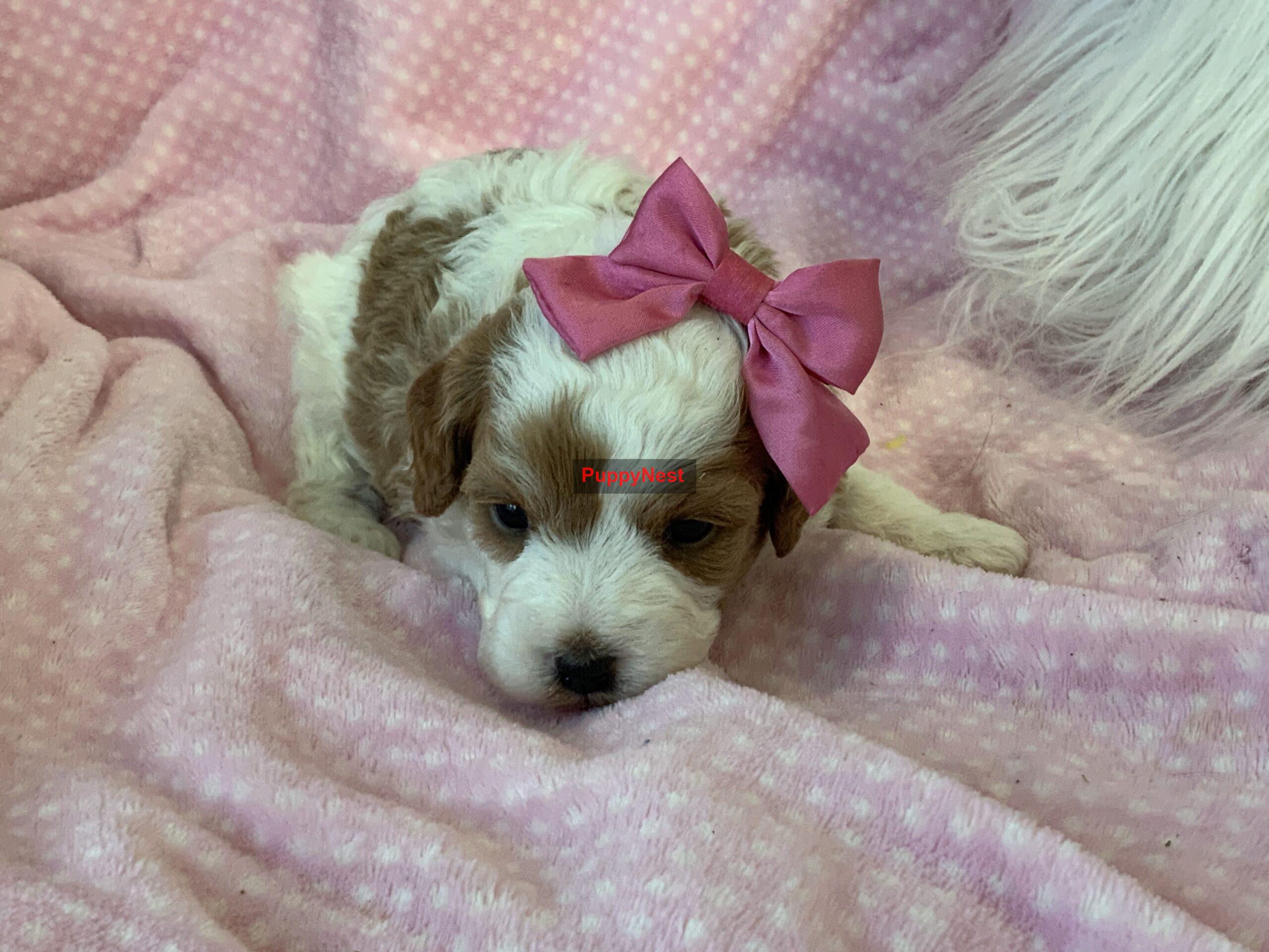Puppy Image